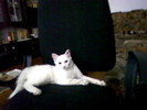 pufita