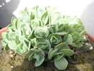 Sedum spectabile - 11.03.2009