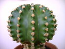 Echinopsis