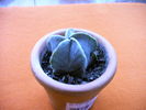 Astrophitum
