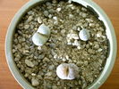 Lithops