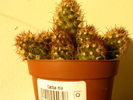 Mammillaria elongata