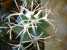 Ferocactus hystrix