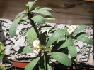Euphorbia croizatii - 04.2009