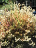 Sedum album - jardiniera 05.2009