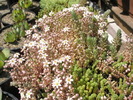 brevifolium - flori 05.2009