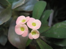 Euphorbia croizatii - 17.05.2009