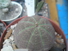 Euphorbia obesa 3 - 06.2009