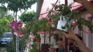 fuchsii