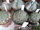 Euphorbia obesa - 10.07.2009