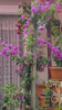 floare de hartie