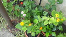 LANTANA  2   NUANTE