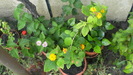 LANTANA