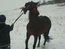 Picture 161