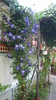 clematis