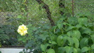 CIMG7133