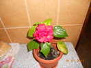 hibiscus rosu