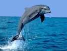 Delfin(MileyMySweetCandy)
