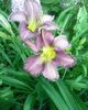 hemerocallis Night Beacon