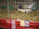 M-Wels-2010 101
