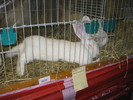M-Wels-2010 106