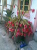 o frumusete