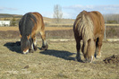 caballos-percherones-02