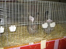 M-Wels-2010 206