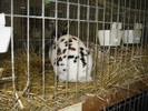 M-Wels-dalmatian rex 3 culori