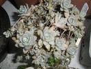 Orostachys iwarenge - 30.11.2009