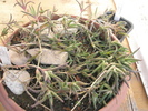 Delosperma cooperii - 29.12.2009