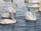 Image1037