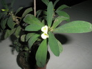 Euphorbia croizatii - flori