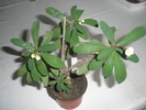 Euphorbia croizatii - 31.01.2010