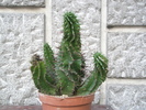Euphorbia horrida lastarita