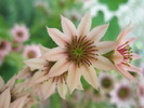 arachnoideum - macro floare