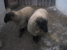 berbecii mei in romania -suffolk