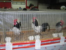 M-Wels-2010 117