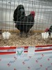 M-Wels-2010 123