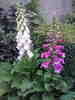 digitalis