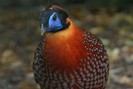 Tragopan