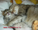 Pisicute (6)
