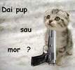 Pisicute (54)