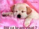catei (14)