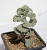 Kalanchoe rombopilosa, 04.2010