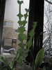 Euphorbia grandicornis - 3.01.2011