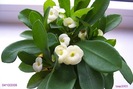 Euphorbia milli alba