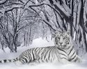Tigru alb(UmbreonSHINY)