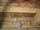 ARGINTIE-ANUL-2009-SERIA-1086464