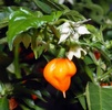 Orange Habanero